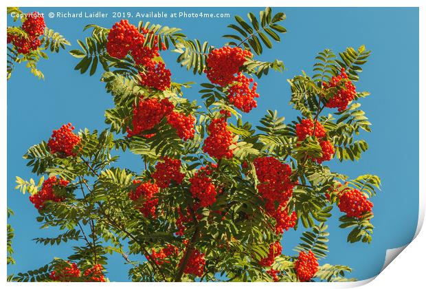 Rowan Berry Clusters Print by Richard Laidler