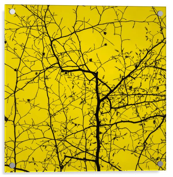 Epping Forest Tree Canopy in Yellow Acrylic by David Jeffery