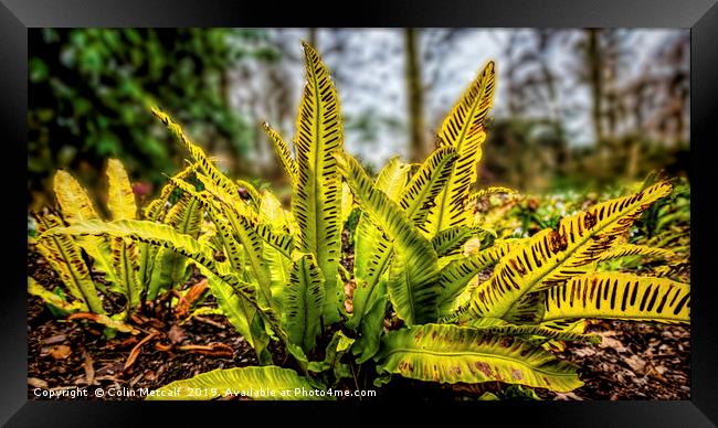 Harts Tongue Fern Framed Print by Colin Metcalf