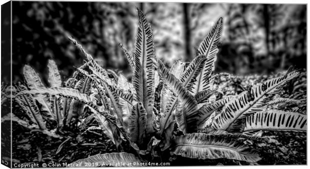 Harts Tongue Fern in Mono Canvas Print by Colin Metcalf