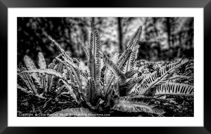 Harts Tongue Fern in Mono Framed Mounted Print by Colin Metcalf