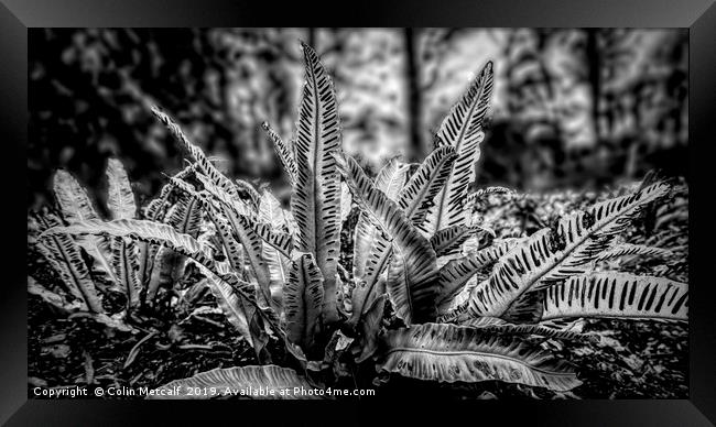 Harts Tongue Fern in Mono Framed Print by Colin Metcalf