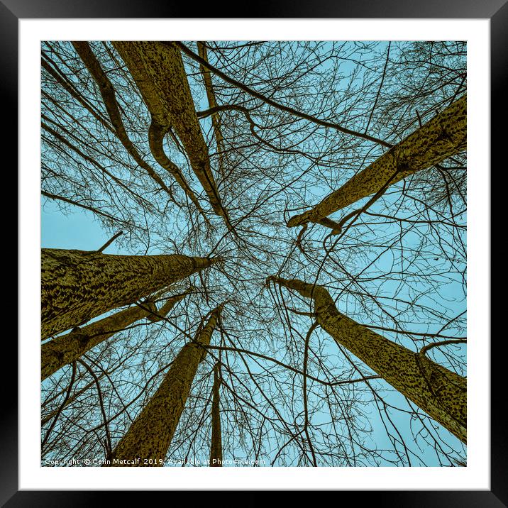 Always Look Up Framed Mounted Print by Colin Metcalf