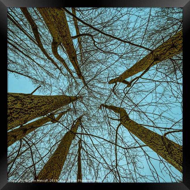 Always Look Up Framed Print by Colin Metcalf