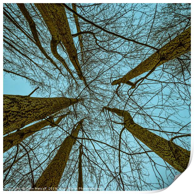 Always Look Up Print by Colin Metcalf