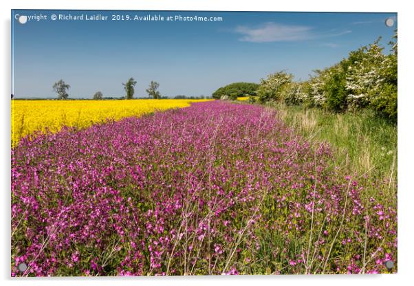 Yellow Oilseed Rape and Red Campion Acrylic by Richard Laidler