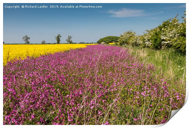 Yellow Oilseed Rape and Red Campion Print by Richard Laidler
