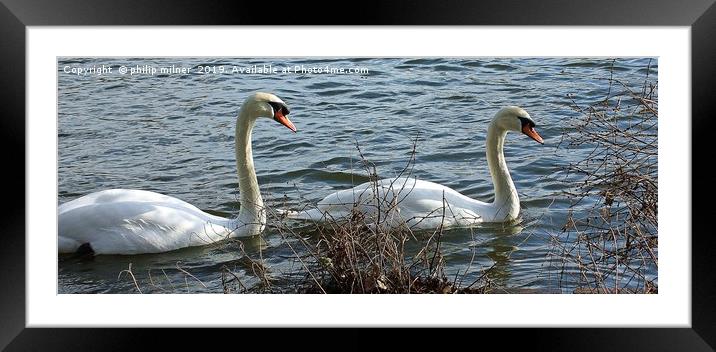 Swans Lake Framed Mounted Print by philip milner