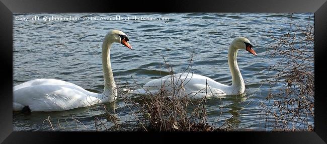 Swans Lake Framed Print by philip milner