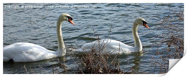 Swans Lake Print by philip milner