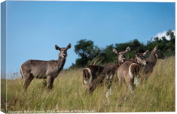 Water Buck Canvas Print by Karl Daniels