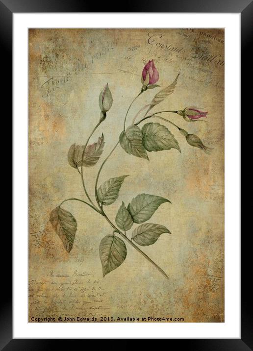 Rose Framed Mounted Print by John Edwards
