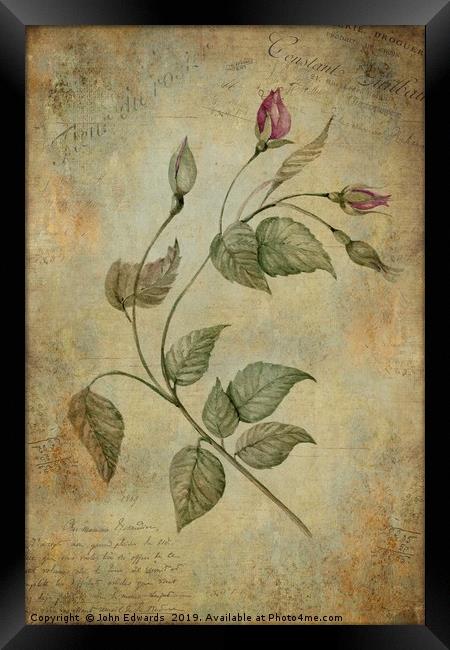 Rose Framed Print by John Edwards