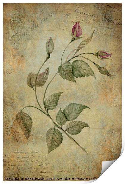 Rose Print by John Edwards