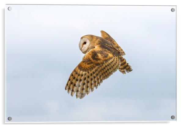 Barn owl  Acrylic by chris smith