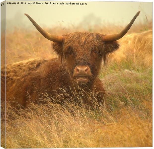 Smiling Highland Cow Canvas Print by Linsey Williams