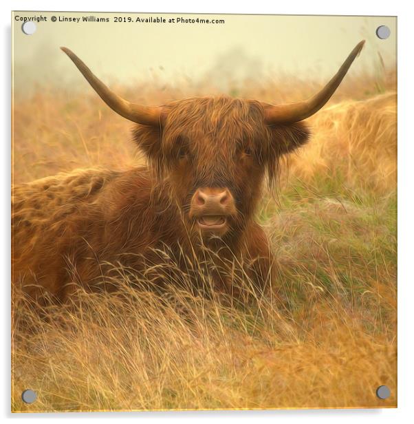 Smiling Highland Cow Acrylic by Linsey Williams