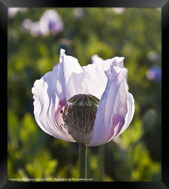 Opium poppy Framed Print by Danny Callcut