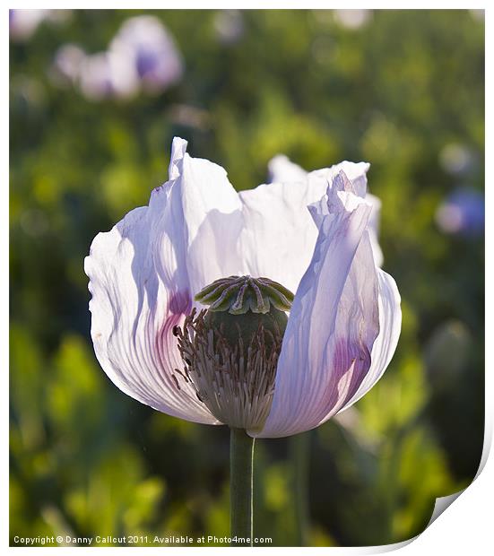 Opium poppy Print by Danny Callcut