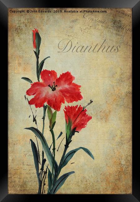Dianthus Framed Print by John Edwards