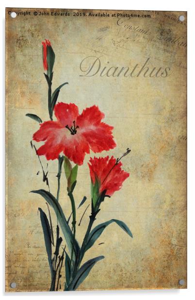 Dianthus Acrylic by John Edwards