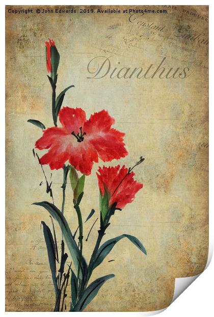 Dianthus Print by John Edwards