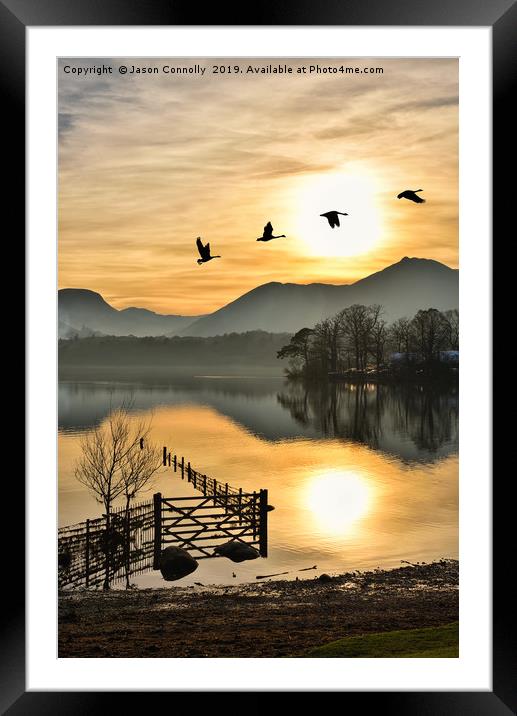 Geese In The Golden Hour. Framed Mounted Print by Jason Connolly