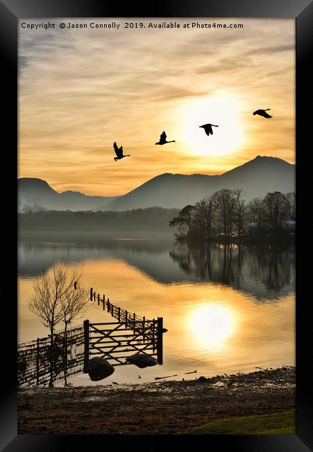 Geese In The Golden Hour. Framed Print by Jason Connolly