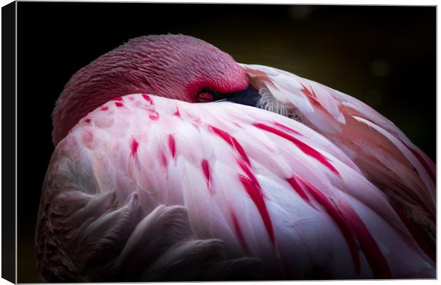 Flamingo   Canvas Print by chris smith