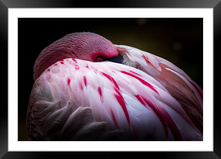 Flamingo   Framed Mounted Print by chris smith