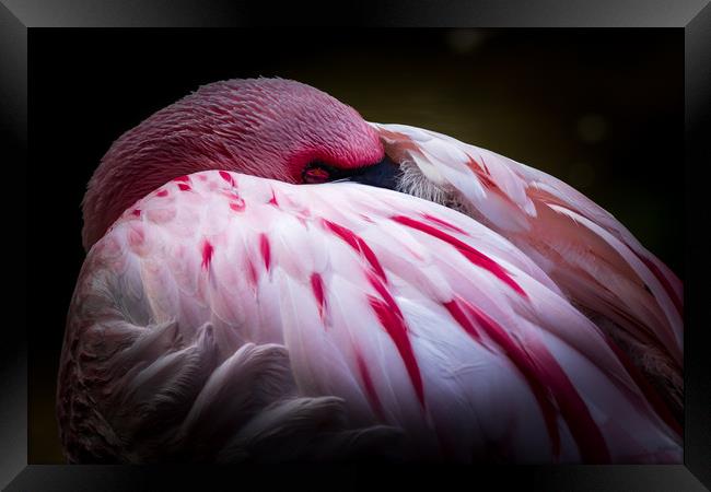 Flamingo   Framed Print by chris smith