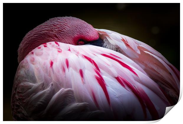 Flamingo   Print by chris smith