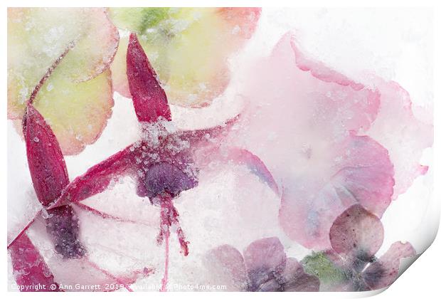 Frosty Fuschia Print by Ann Garrett