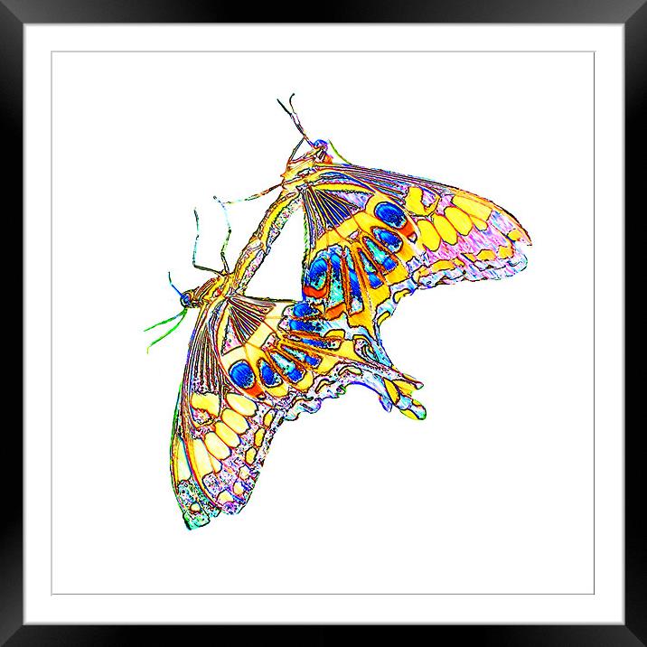 Butterflies Framed Mounted Print by Ian Jeffrey