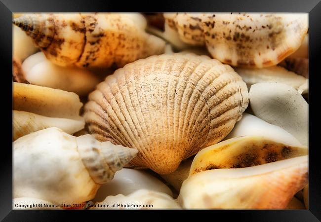 Seashells Framed Print by Nicola Clark