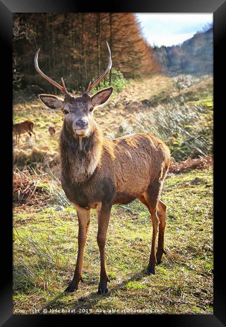 Regal Red Deer Framed Print by Jane Braat
