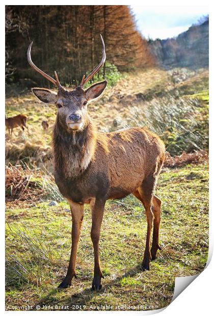 Regal Red Deer Print by Jane Braat