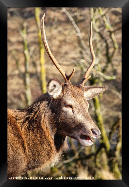 Red Deer of Glen Etive Framed Print by Jane Braat