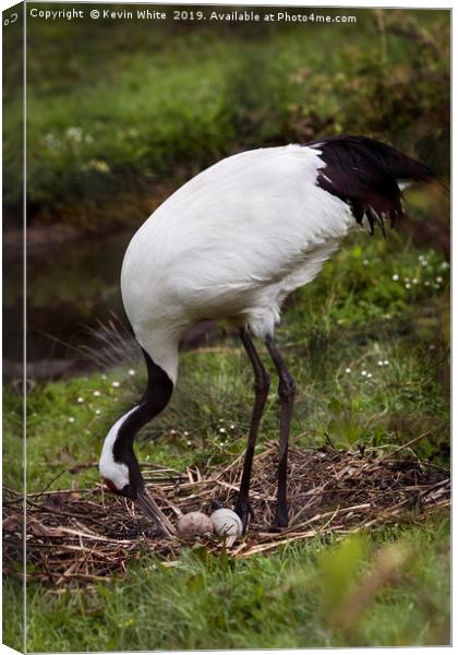Red Crowned Crane Canvas Print by Kevin White