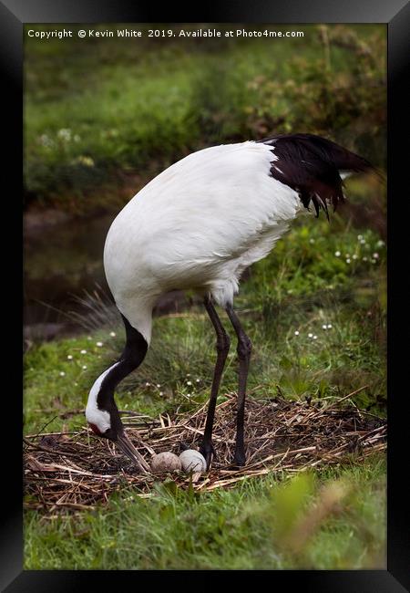 Red Crowned Crane Framed Print by Kevin White