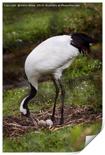 Red Crowned Crane Print by Kevin White