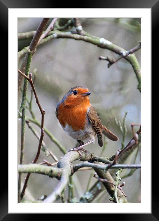 The Robin  Framed Mounted Print by Irene Burdell