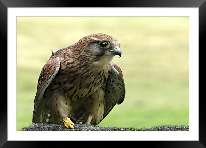 Young Kestral Framed Mounted Print by Irene Burdell
