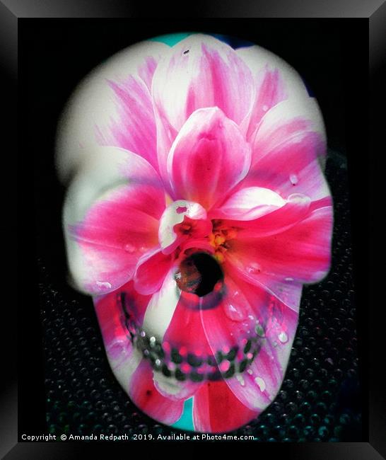  Pink Flora skull Framed Print by Amanda Redpath