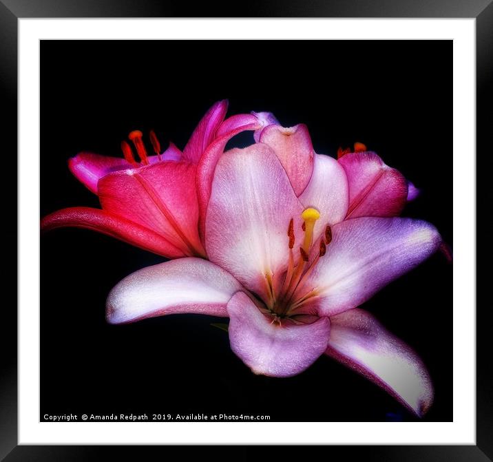 Lillys Framed Mounted Print by Amanda Redpath
