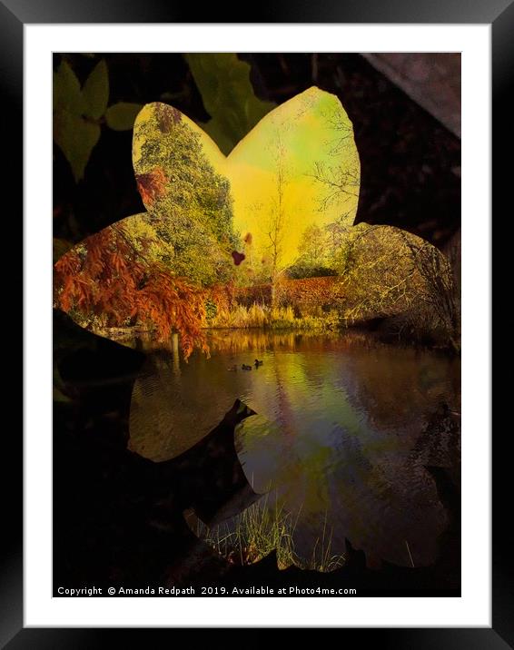 Autumn at its finest Framed Mounted Print by Amanda Redpath