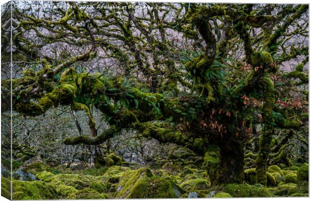Wistmans Wood Dartmoor. Canvas Print by Tracey Yeo