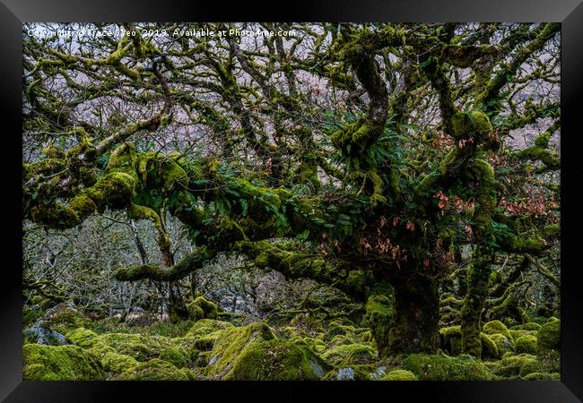 Wistmans Wood Dartmoor. Framed Print by Tracey Yeo