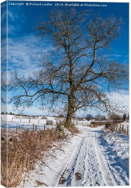 Snowy Lane and Ash Tree Silhouette Canvas Print by Richard Laidler