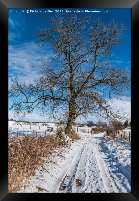 Snowy Lane and Ash Tree Silhouette Framed Print by Richard Laidler